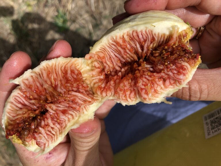 Un giardino affacciato sulla Campagna e sul mare